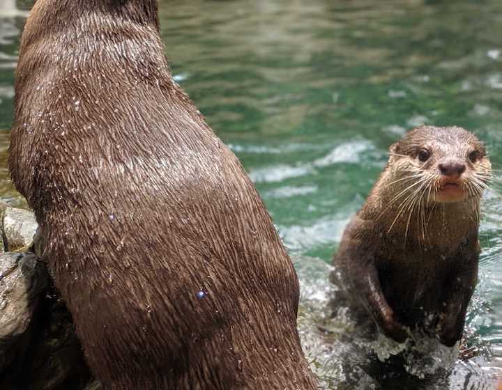 Otter feeding time at Ocean Park Hong Kong
